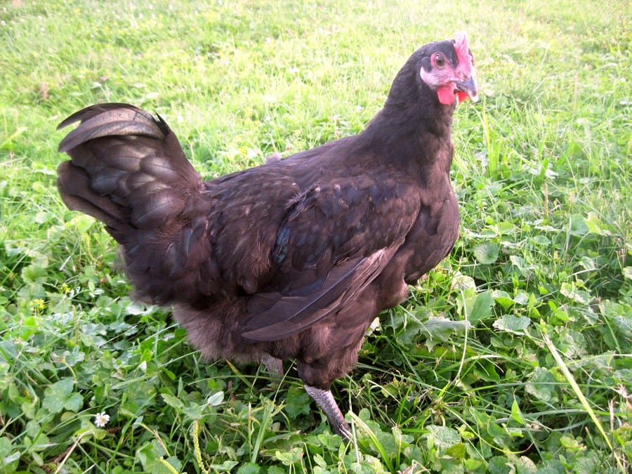 Freedom Ranger Black Broiler Chicken